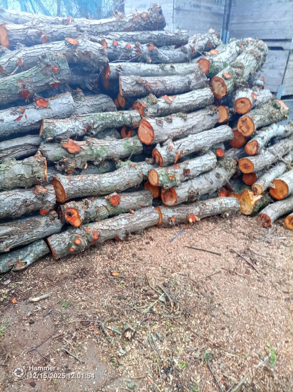 Openhaardhout elzen stammen, diameter 20-25 cm.