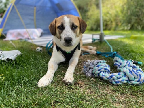 Hond zoekt baasje
