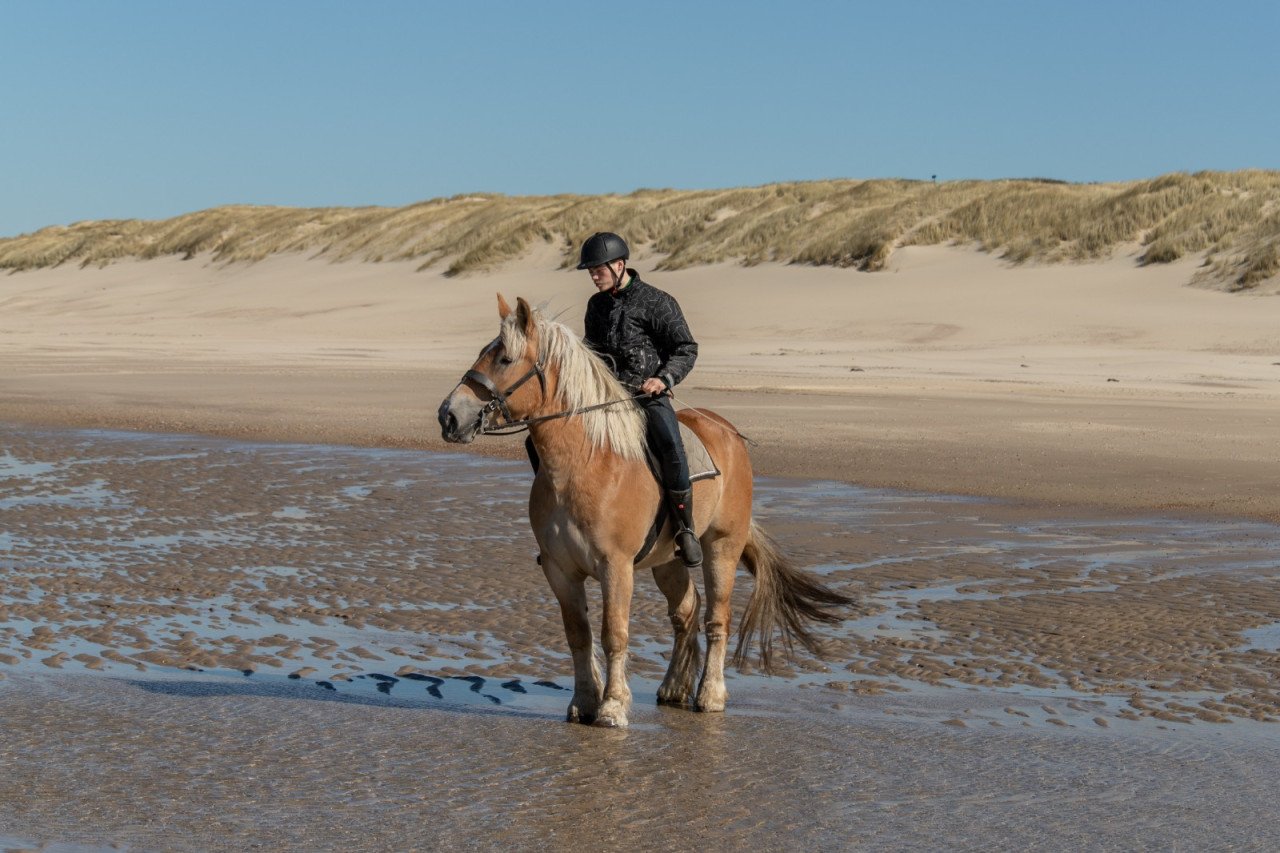 Negen jarige merrie te koop