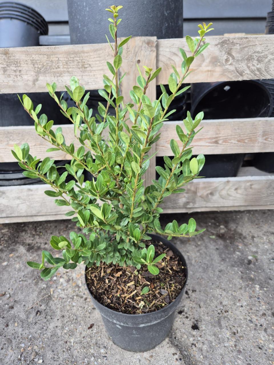 Ilex Crenata Caroline Upright - ideale buxusvervanger