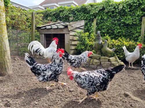 Broedeieren Bonte Leghorn