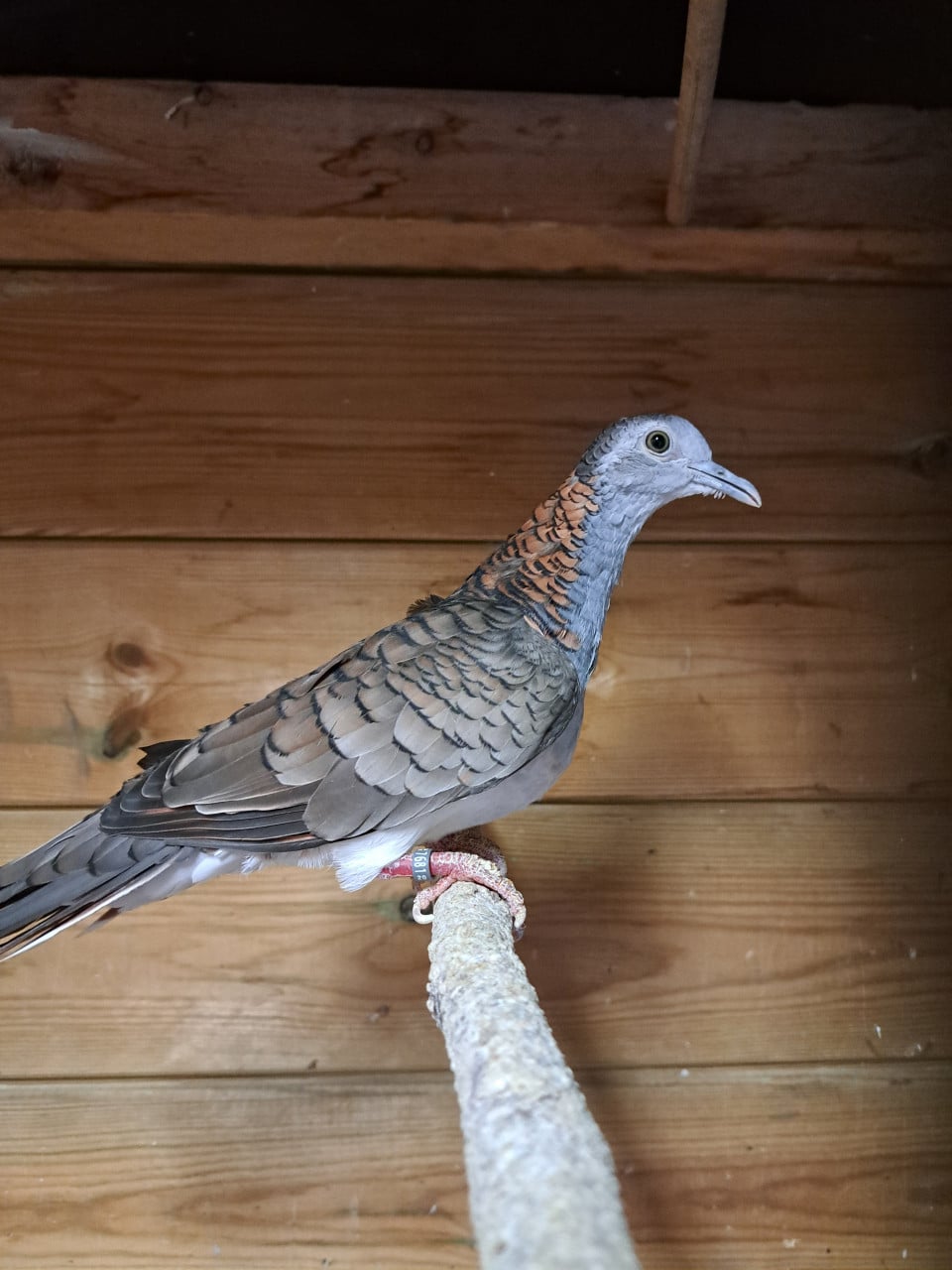 Kopernekduif. doffer