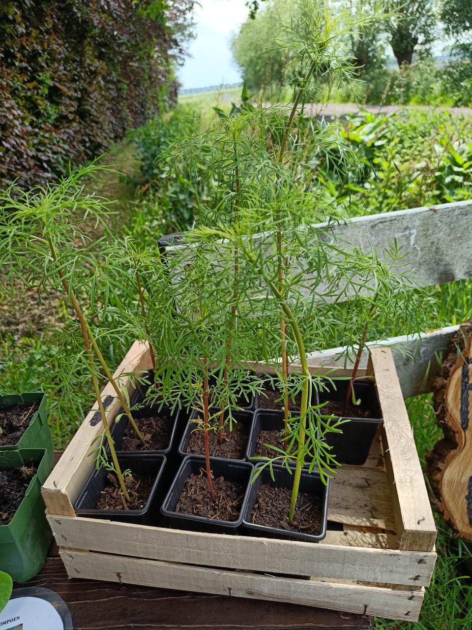 🌱🏵️ Biologische moestuin plantjes, bloemen en kruiden 🏵️🌱