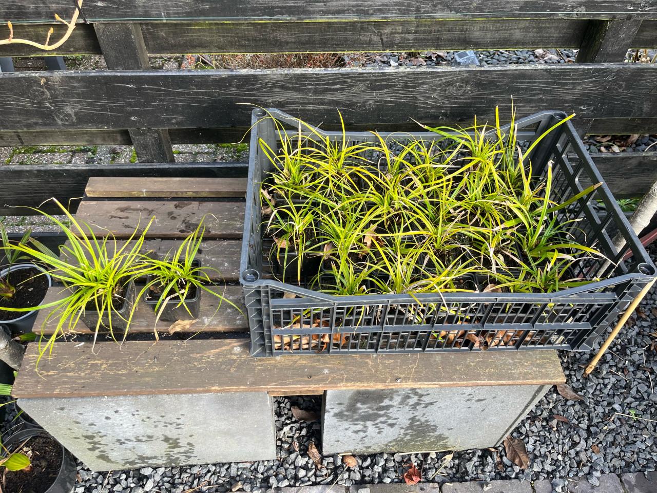 Siergrassen te koop – Carex Irish Green / Slangenbaard / Carex Goldband