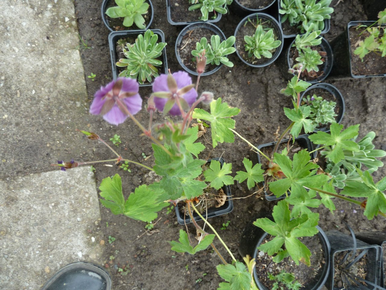 Wilde geranium