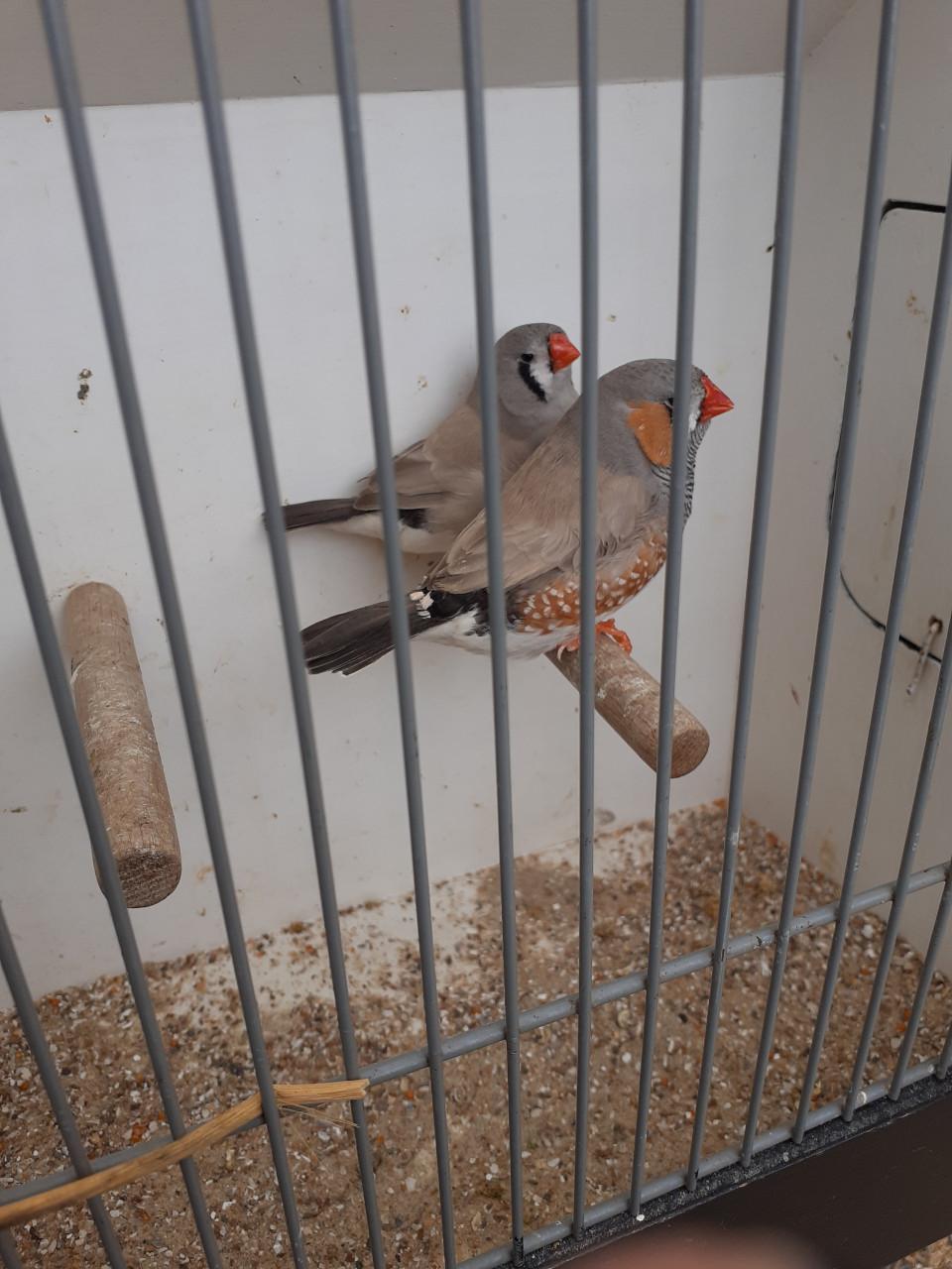 Grote zebravinken  2025