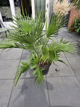 Palmen