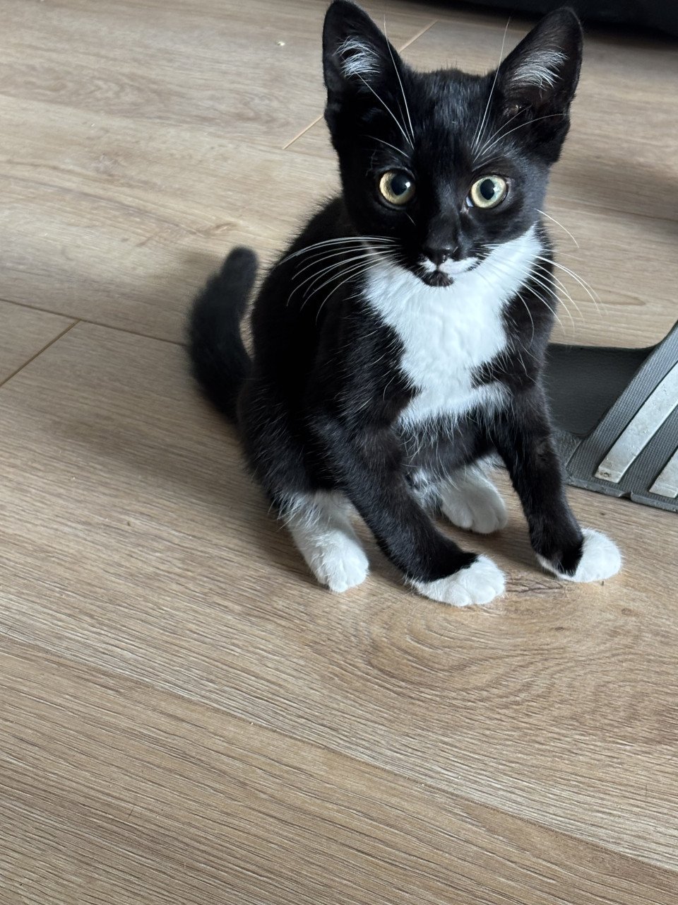 Lieve kittens