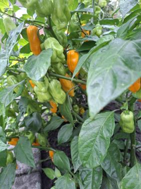 Pepers madam Janet en Spaanse peper
