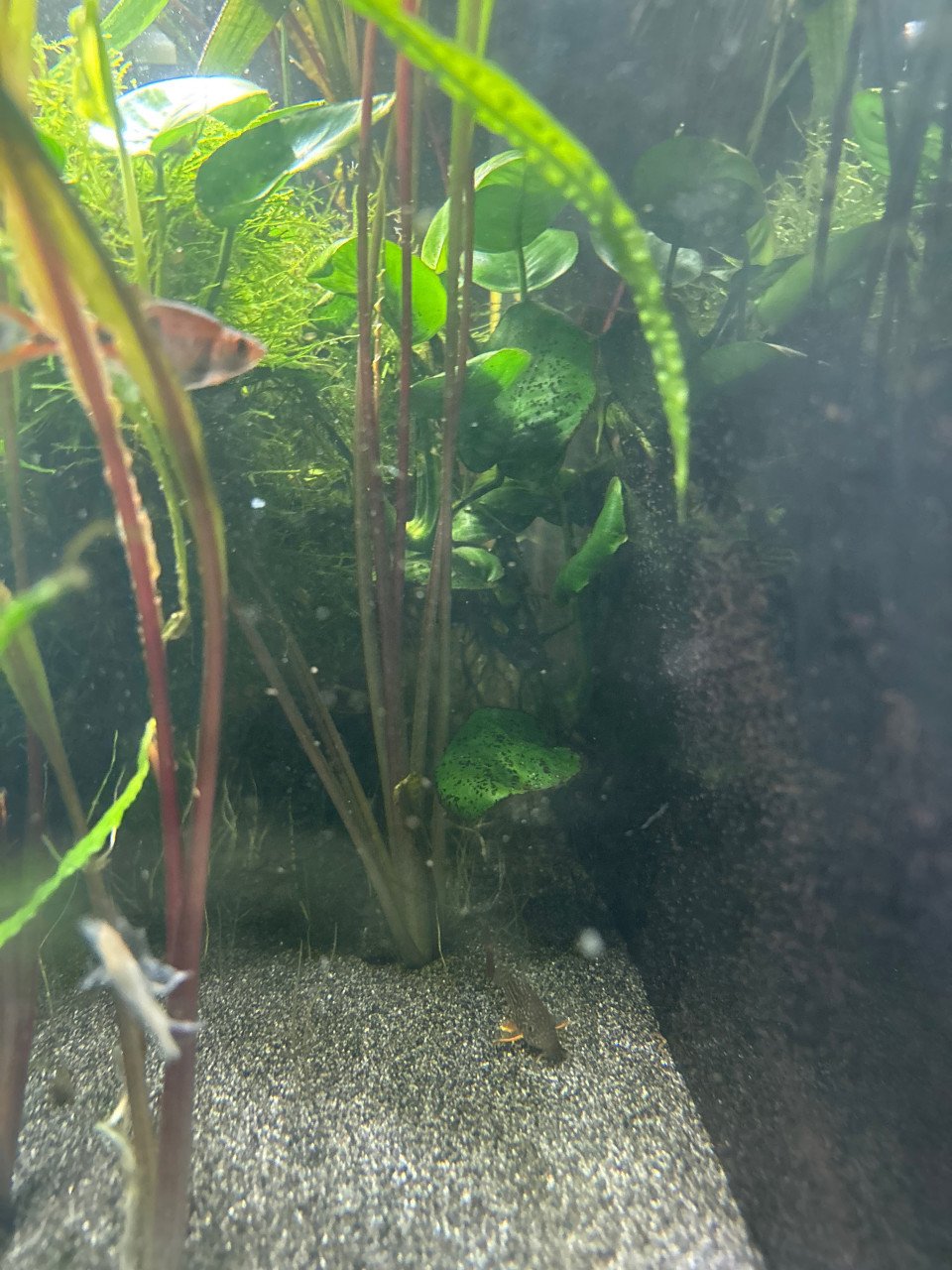 Aquariumplanten