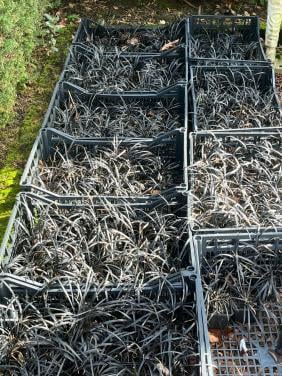 Siergrassen Carex Irish Green/ Slangenbaard/ Carex Goldband