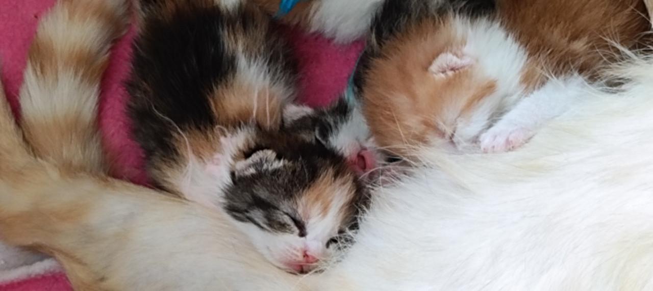 Mooie en lieve kittens