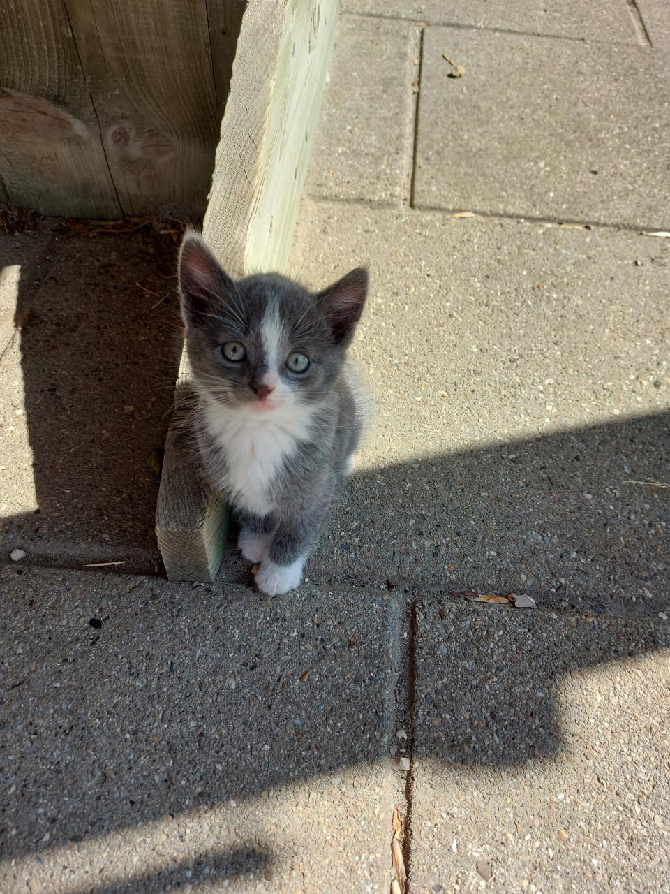 Kittens