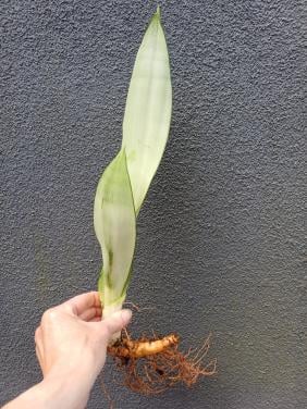 Sansevieria Moonshine, vrouwentong STEKKEN: MAKKELIJKE PLANT