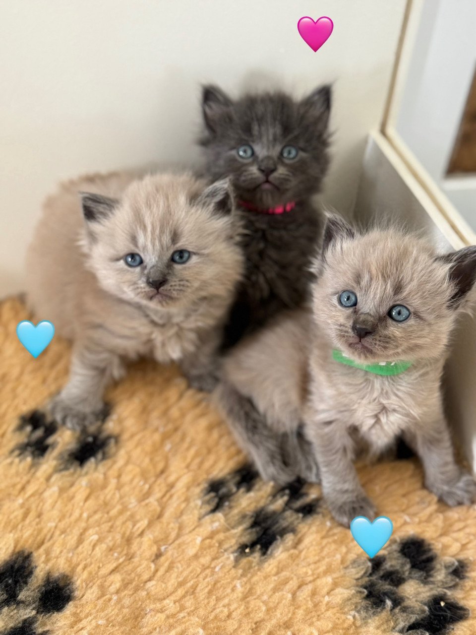 Ragdoll x Nebelung kittens