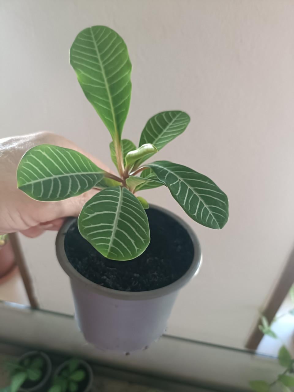 Jonge Euphorbia planten