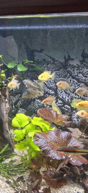 Aquarium vissen.
