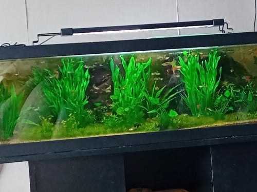Guppy's