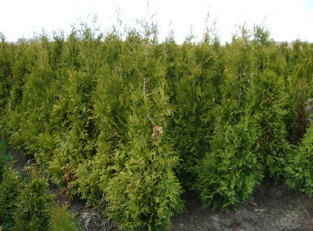 Thuja haag coniferen