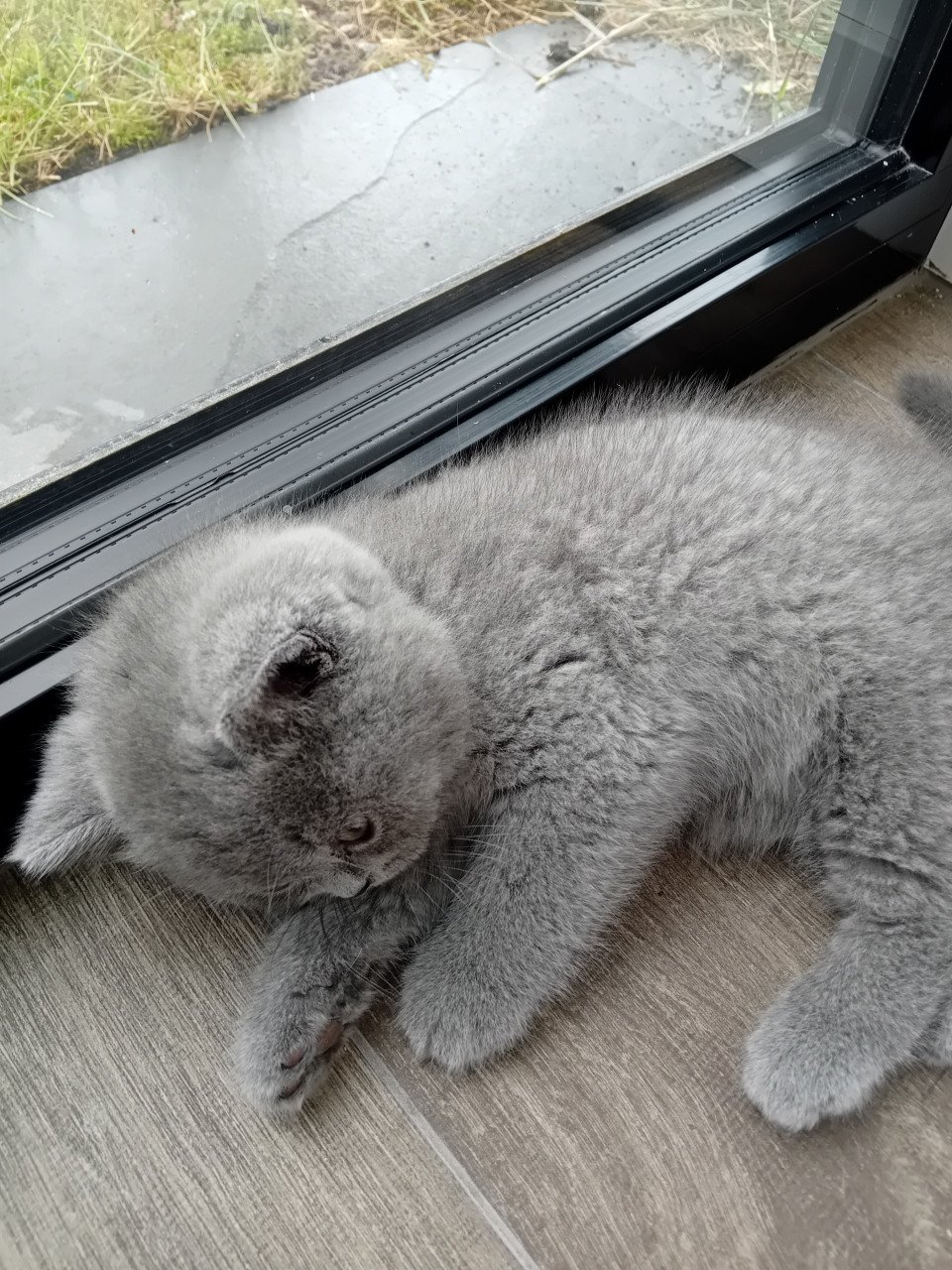 Super lieve Britse korthaar kittens