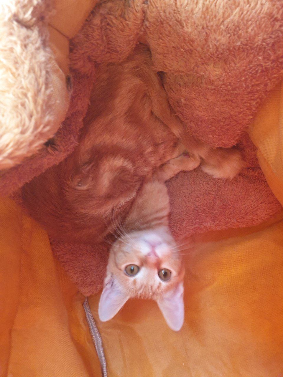 Rode kittens moederpoes meincoen