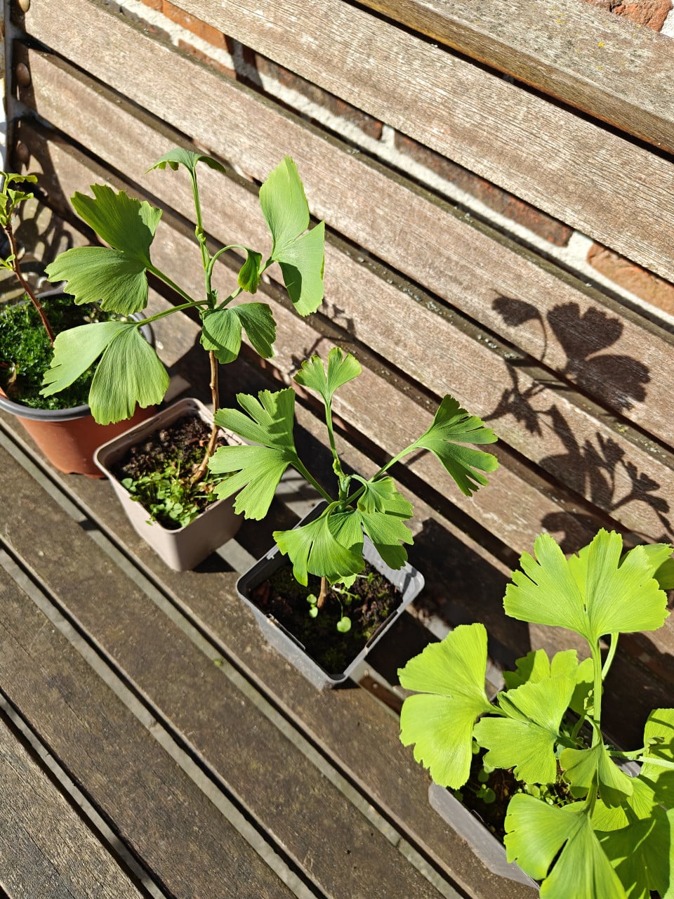 Verschillende soorten Japanse esdoorns Acer palmatum