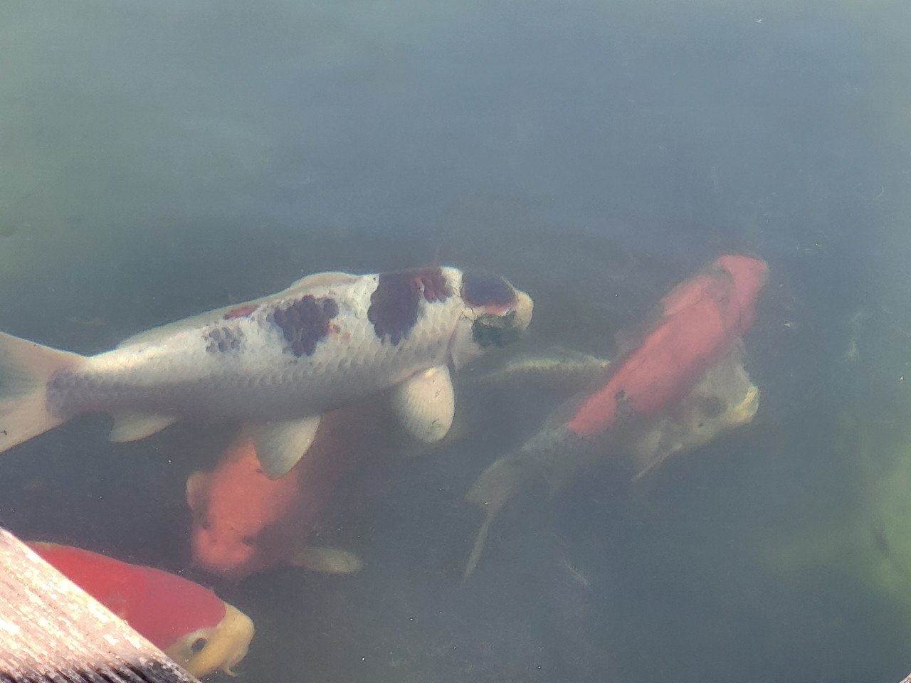 Koi's verkoop