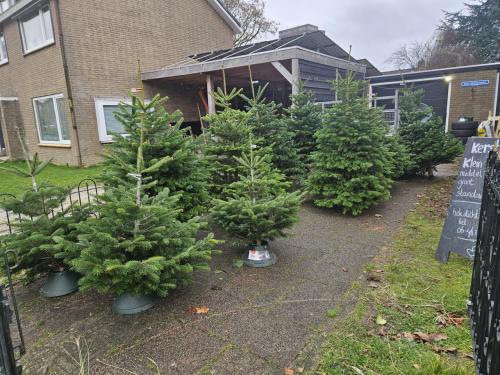 1ste kwaliteit nordmann kerstbomen