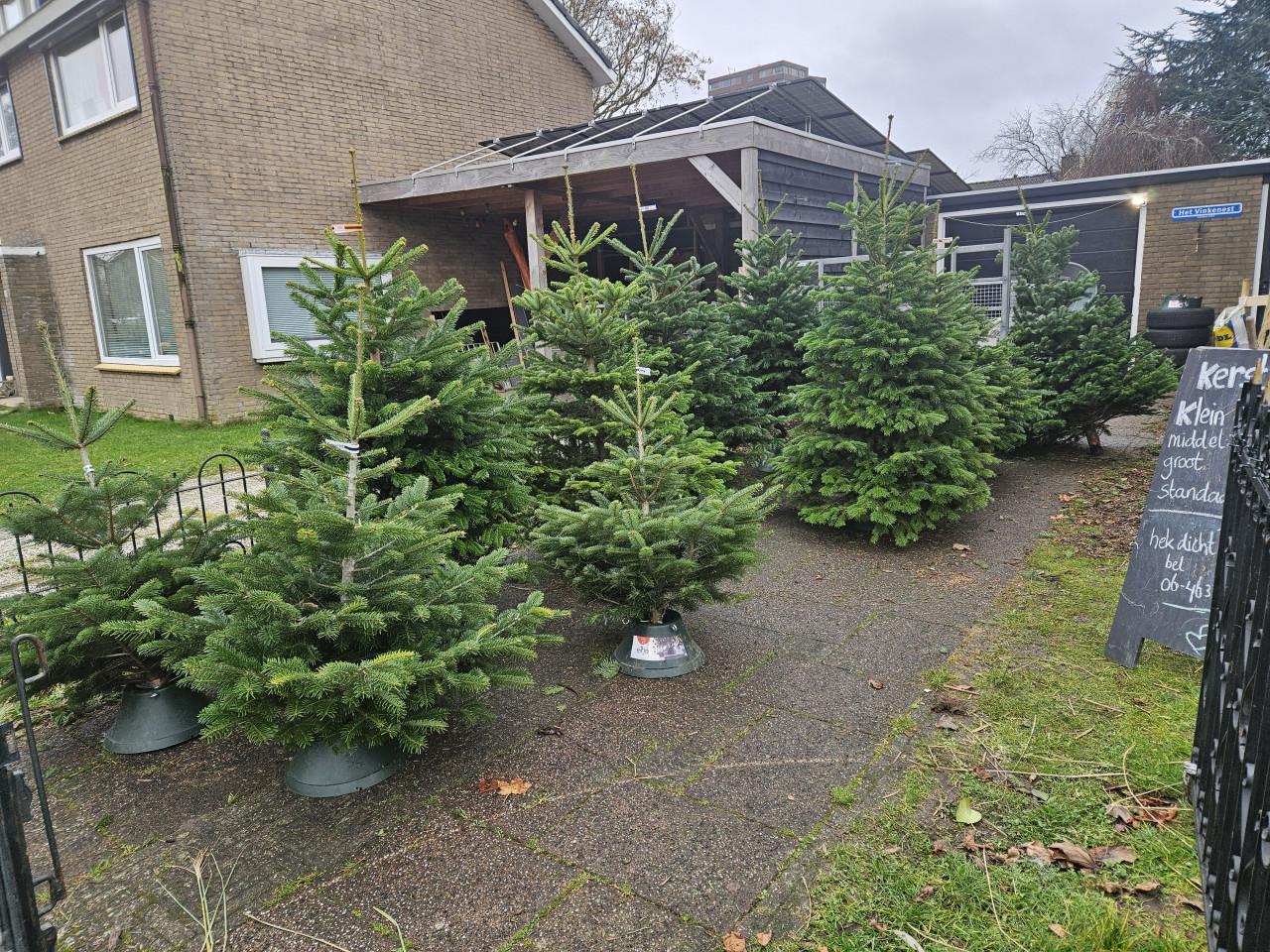 1ste kwaliteit nordmann kerstbomen