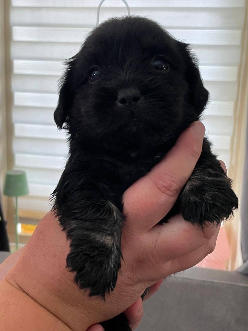 Shih tzu pup