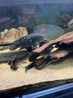 Te koop Jack Demsey cichliden man