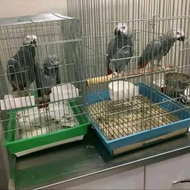 Talking African grey parrots for adoption and rehoming with paperwork