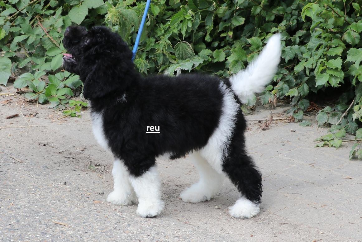 Bonte Harlekijn labradoodle pups