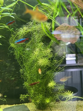 Rotala rotundifolia green + Monte Carlo