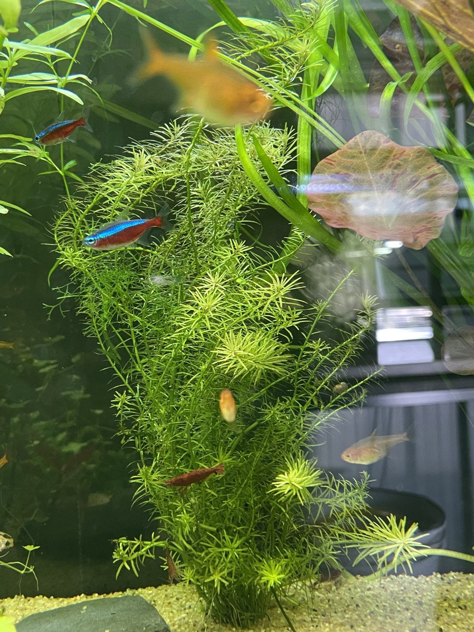 Rotala rotundifolia green + Monte Carlo