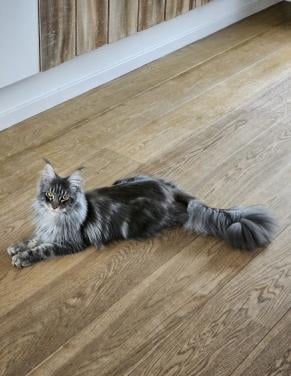 Mainecoon silver tabby and black smoke