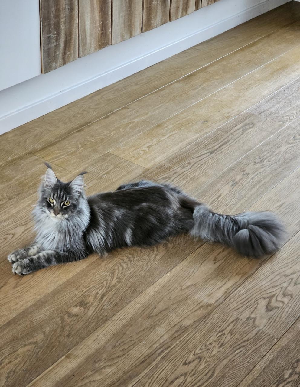 Mainecoon silver tabby and black smoke