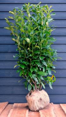 5 xPrunus Genolia (laurier)