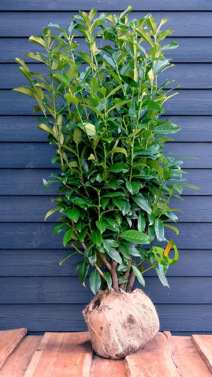 5 xPrunus Genolia (laurier)