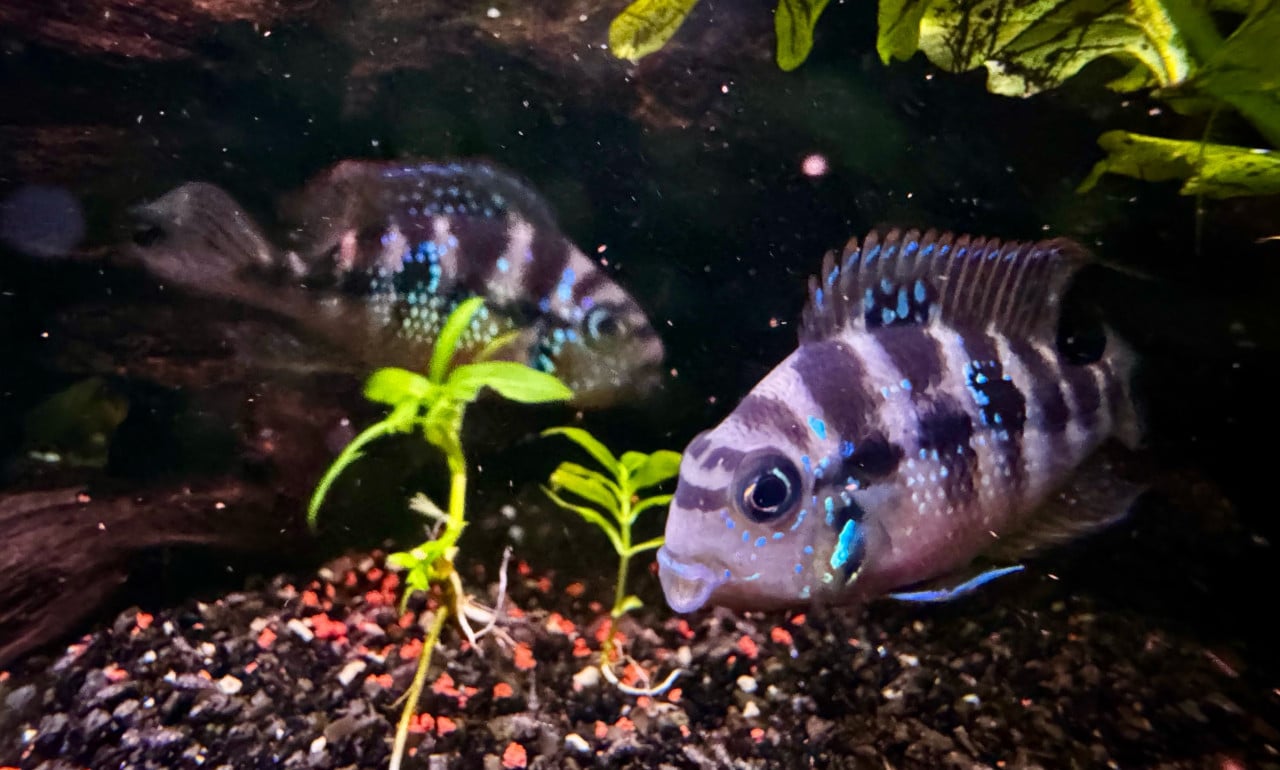 Koppel Thorichthys ellioti.