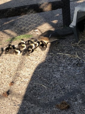 Jonge Carolina eendjes! Natuurbroed!