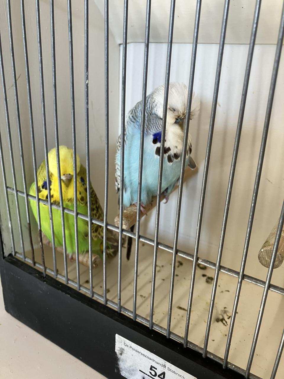 Engelse grasparkieten