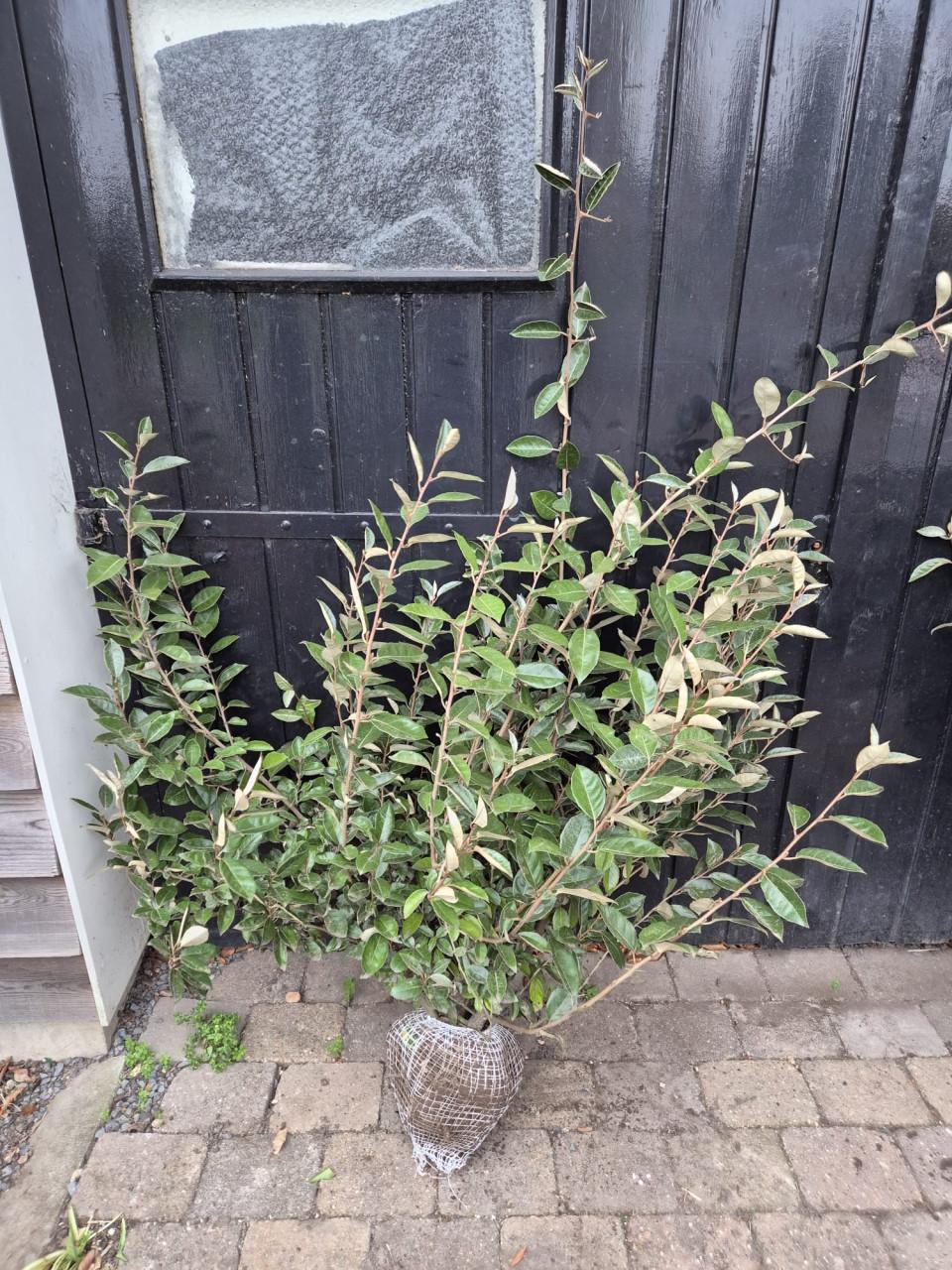 Super bossige olijfwilg struiken tot 1 meter breed OP=OP