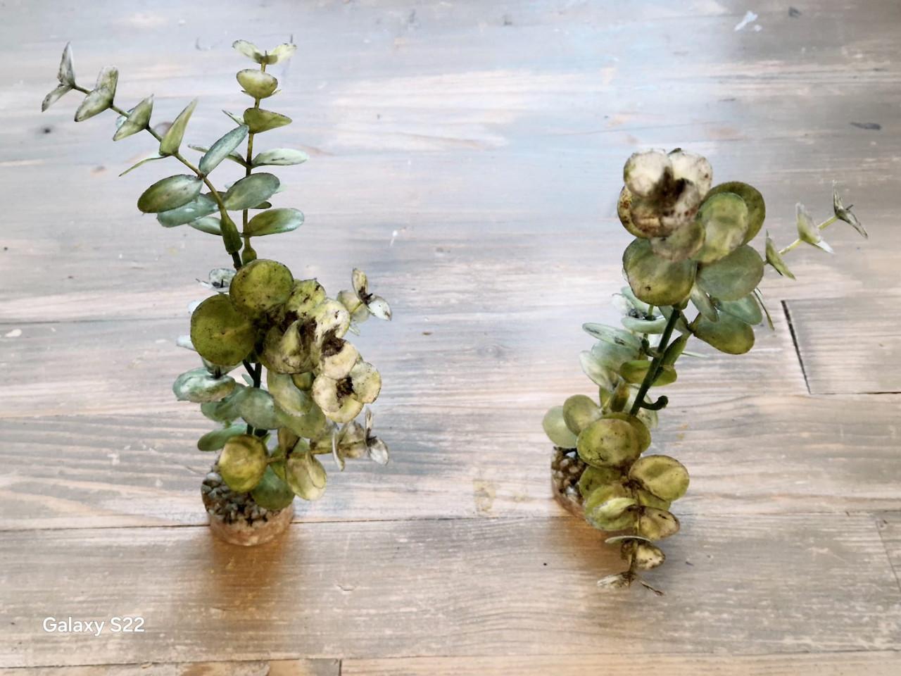 Compleet aquarium 70 liter 56 cm br 33 diep x 40 hoog