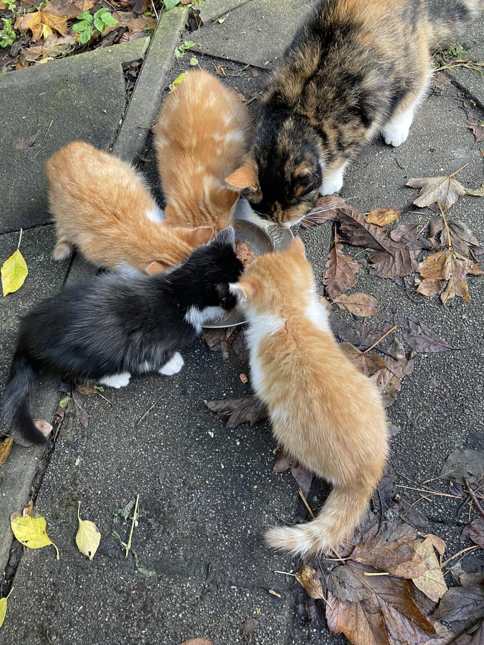 4 boerderij kittens