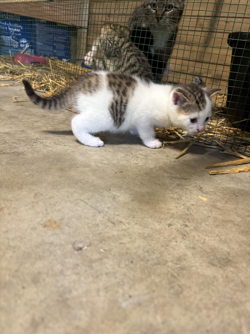 5 boerderij kittens