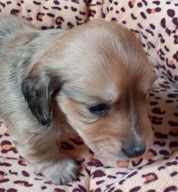 Teckelpuppies langharige