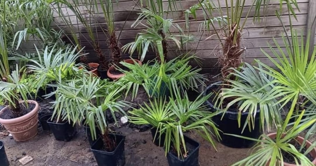 Origineel kadootje | palmboompjes 10euro per stuk.