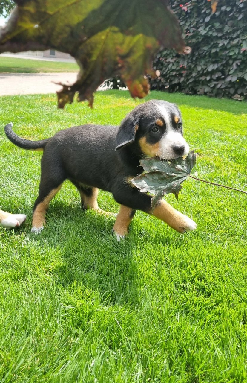 Zwitserse Sennen x Sint Bernard pups