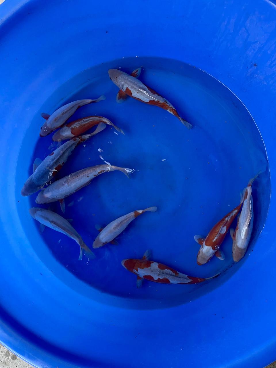 Nisai doitsu ochiba koi